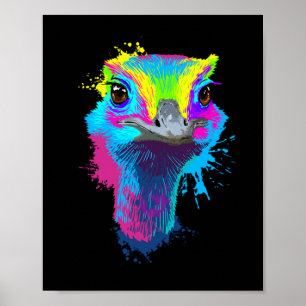 Poster Ostrich Coloré Ostriches Ostriches Ostriches Oisea