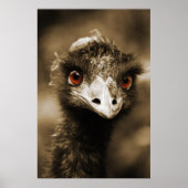 Poster Ostriches (Devant)