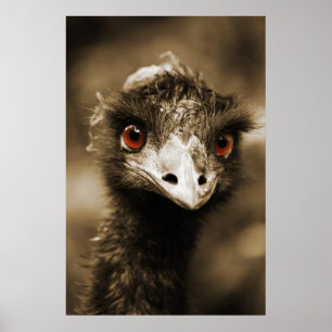 Poster Ostriches
