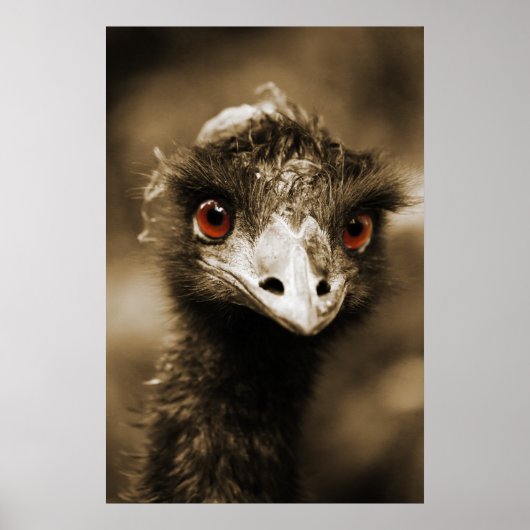 Poster Ostriches (Devant)