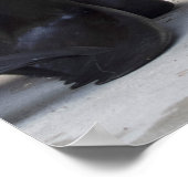 Poster Otaria flavescens (Coin)