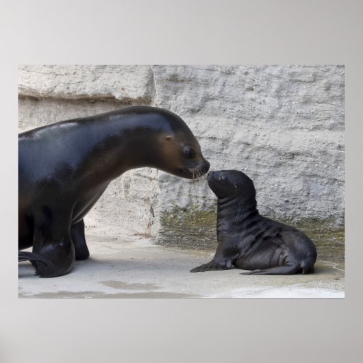 Poster Otaria flavescens (Devant)