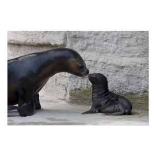 Poster Otaria flavescens