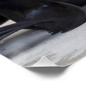 Poster Otaria flavescens (Coin)