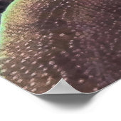 Poster Otarie à bleuets (Coin)