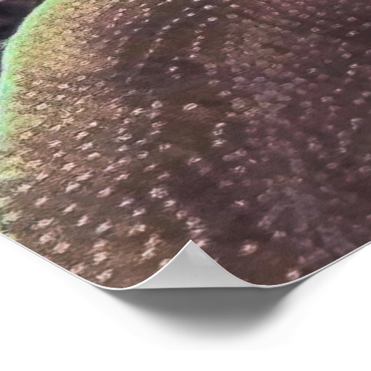 Poster Otarie à bleuets (Coin)