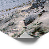 Poster Otaries dans le canal Beagle - Argentine (Coin)