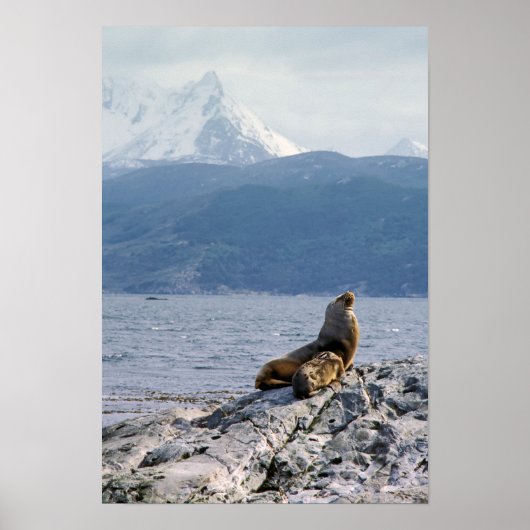 Poster Otaries dans le canal Beagle - Argentine (Devant)