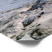 Poster Otaries dans le canal de Beagle - Argentine (Coin)