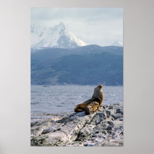 Poster Otaries dans le canal de Beagle - Argentine