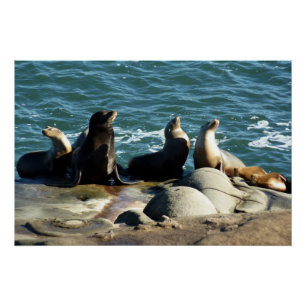 Poster Otaries de San Diego