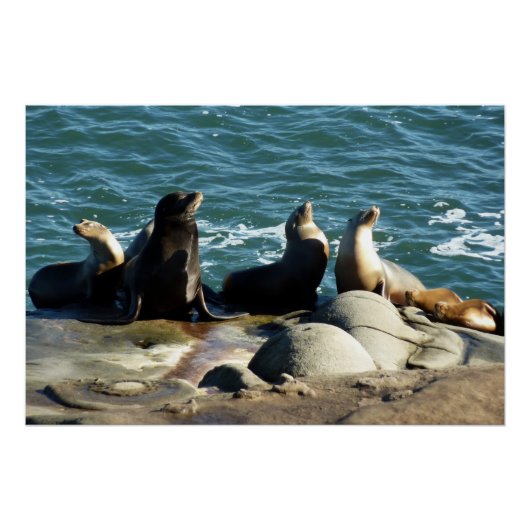 Poster Otaries de San Diego (Devant)