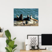 Poster Otaries de San Diego (Bureau à domicile)
