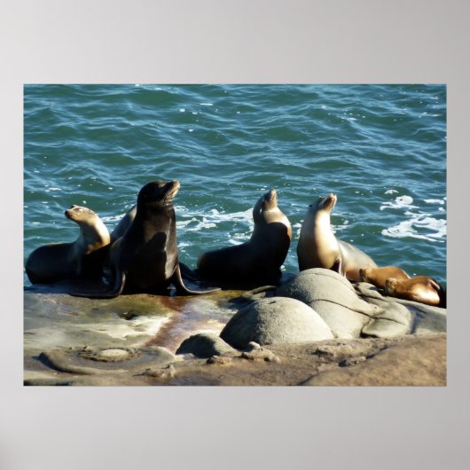 Poster Otaries de San Diego (Devant)