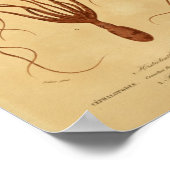 Poster Otopus Cephalopodes Illustration Vintage Imprimer (Coin)