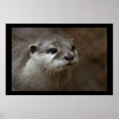 Poster Otter (Devant)