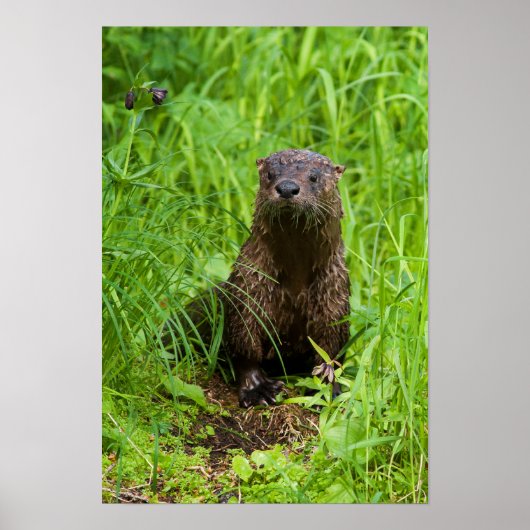 Poster Otter (Devant)