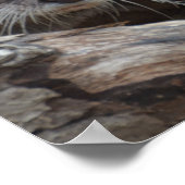 Poster Otter adorable (Coin)