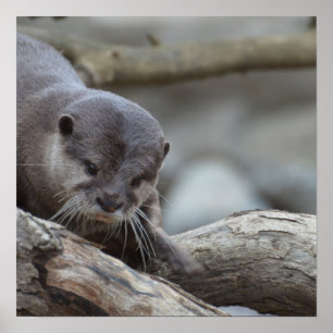 Poster Otter adorable