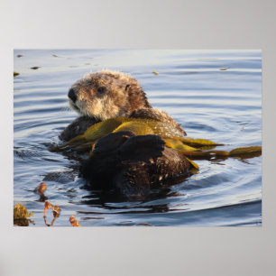 Poster Otter de mer enveloppé à Kelp