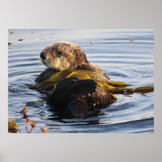 Poster Otter de mer enveloppé à Kelp (Devant)