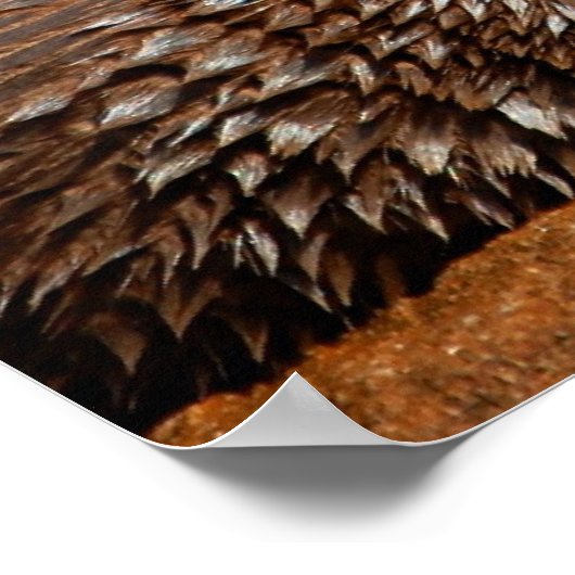 Poster Otter Love (Coin)