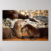 Poster Otter Love (Devant)