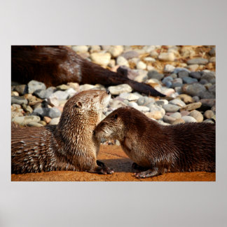 Poster Otter Love
