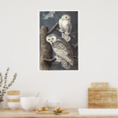 Poster ou imprimer Audubon Snowy Ows (Cuisine)
