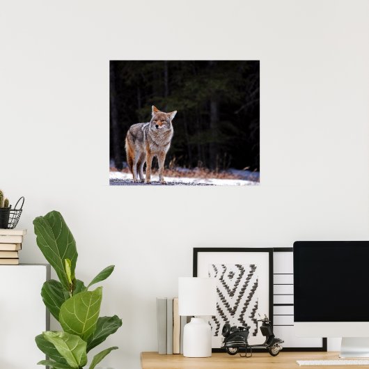 Poster ou imprimer Coyote (Bureau à domicile)