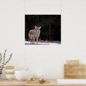 Poster ou imprimer Coyote (Cuisine)