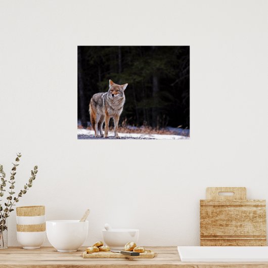 Poster ou imprimer Coyote (Cuisine)