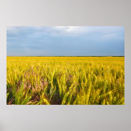 Poster Où le blé danse avec le vent - Nature sauvage (Devant)
