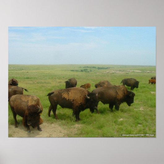 Poster Où Le Buffalo Roam-02 (Devant)