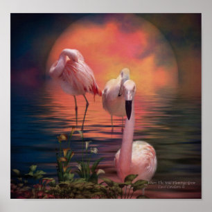 Poster Où Le Flamant rose Sauvage Augmente Poster/Imprime
