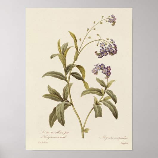 Poster Oublie-moi-non (Devant)