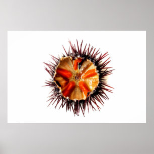 Poster Ourchine violette