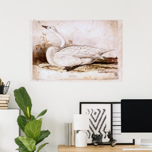 Poster Ourpateur cygne (cygnus cygnus) 1835, Lear, Edward (Bureau à domicile)
