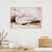 Poster Ourpateur cygne (cygnus cygnus) 1835, Lear, Edward (Cuisine)