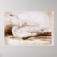 Ourpateur cygne (cygnus cygnus) 1835, Lear, Edward