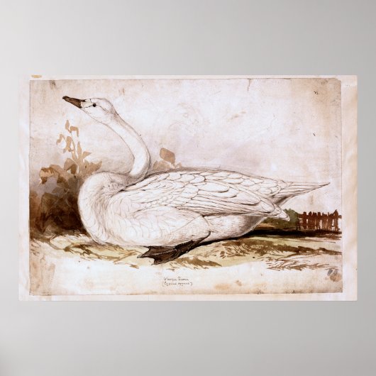 Poster Ourpateur cygne (cygnus cygnus) 1835, Lear, Edward (Devant)