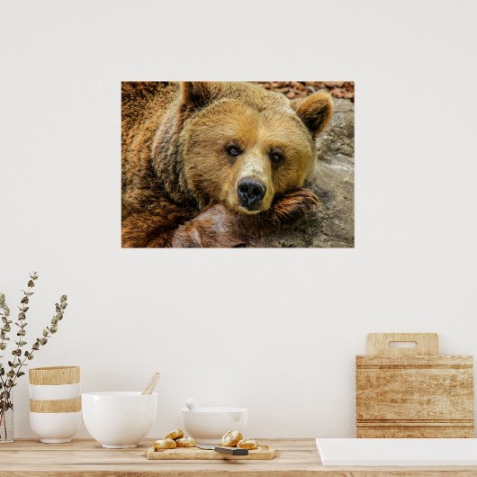 Poster Ours (Cuisine)