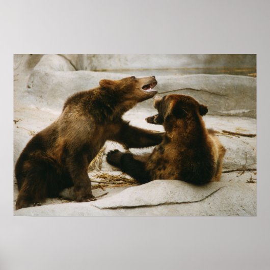 Poster Ours (Devant)