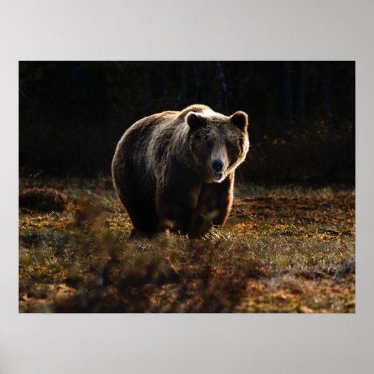 Poster Ours (Devant)