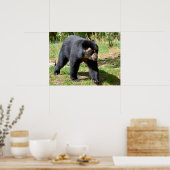 Poster Ours andin marchant sur l'herbe carte postale T-Sh (Cuisine)