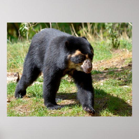 Poster Ours andin marchant sur l'herbe carte postale T-Sh (Devant)