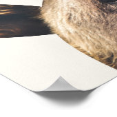 Poster Ours animal (Coin)