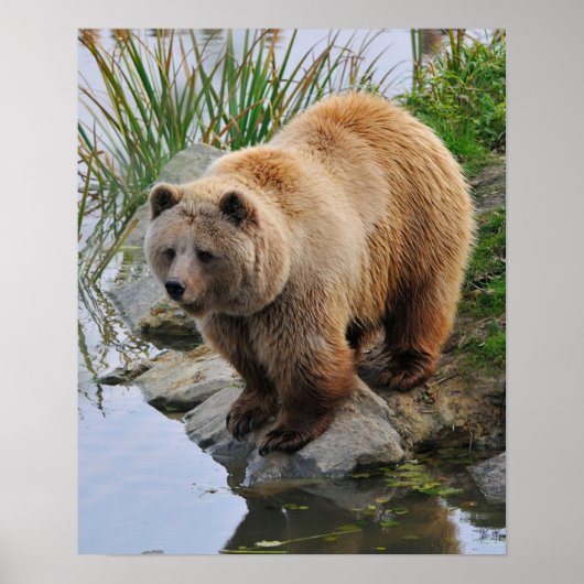 Poster Ours au bord d'un lac (Devant)