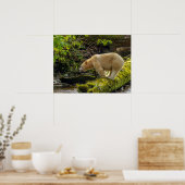 Poster Ours blanc (Cuisine)
