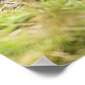 Poster Ours Brown (Coin)